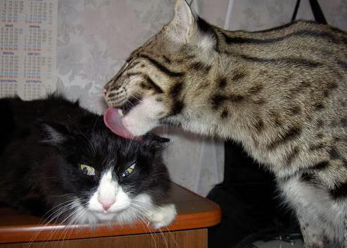 典范之战：两支传统豪门的经典较量，典范之作