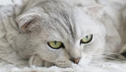 爱游戏体育官网-【录像解析】经典犯规事件与规则重新解读，犯规术语